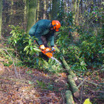 Halo trimming around the ancient Beech tree