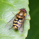 Hover Fly