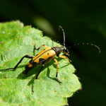 Longhorn Beetle, Rutpela maculata