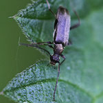 Longhorn Beetle