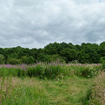 Rosebay Willowherb