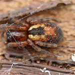 Hinernating Spider