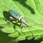 Nettle Weevil