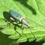 Nettle Weevil