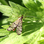 Scorpion Fly