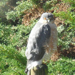 Sparrowhawk (courtesy Beth Booth) Totley/Gillfield, March 2021