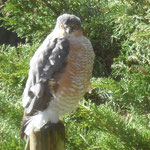 Sparrowhawk (courtesy Beth Booth) Totley/Gillfield, March 2021