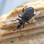 Ground Beetle