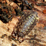 Wood Louse