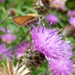 Essex Skipper. 19 august 2019