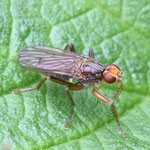 Dung Fly