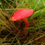 Hygrocybe coccinea (Scarlet waxcap)