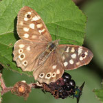 Speckled Wood Butterfly