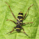 Wasp Beetle