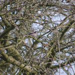 Long Tailed Tit March 2012