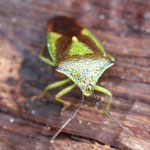 Birch Shieldbug