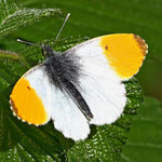 Orange Tip Butterfly