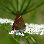 WHITE LETTER HAIRSTREAK