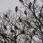 Waxwings November 2011