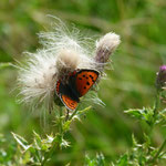 Small Copper 14 November 2016