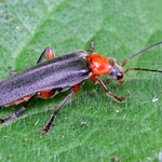 Soldier Beetle