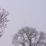 Buzzards March 2012