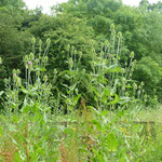 Teasels by Scout Hut