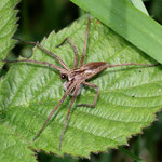 Spider - Pisaura Mirabilis