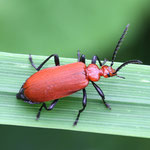 Cardinal Beetle