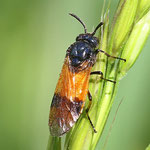 Rose sawfly