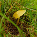 Hygrocybe ceracea (Butter waxcap)