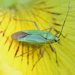 Common Green Capsid Bug