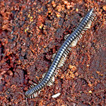 Black Snake Millipede