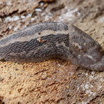 Leopard Slug