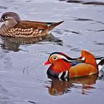 Mandarin Ducks Gallery photo