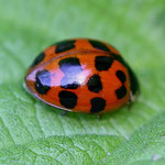 Harlequin Ladybird