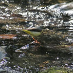 Grey Wagtail (25/4/2017)