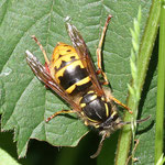 Wasp