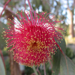 Eukalyptusblüte