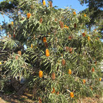 Ashby's Baksia