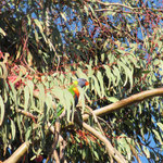 Australian Ringneck - davon gibt es sehr viele auf dem Campus