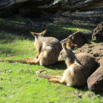 Kängurus im Whitman Park