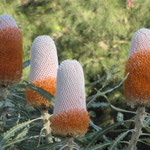 Ashby's Baksia