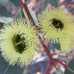 Eukalyptusblüte