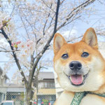 犬が好き。