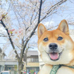 犬が好き。