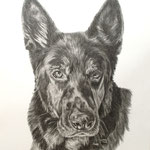 Hund, Bleistift (Auftragsarbeit)