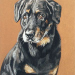Rottweiler, Pastellkreiden (Auftragsarbeit)