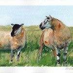 Schafe in Wales, Aquarell (verkauft/ sold)