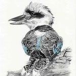 Kookaburra, Bleistift & Aquarell (verkauft / sold)